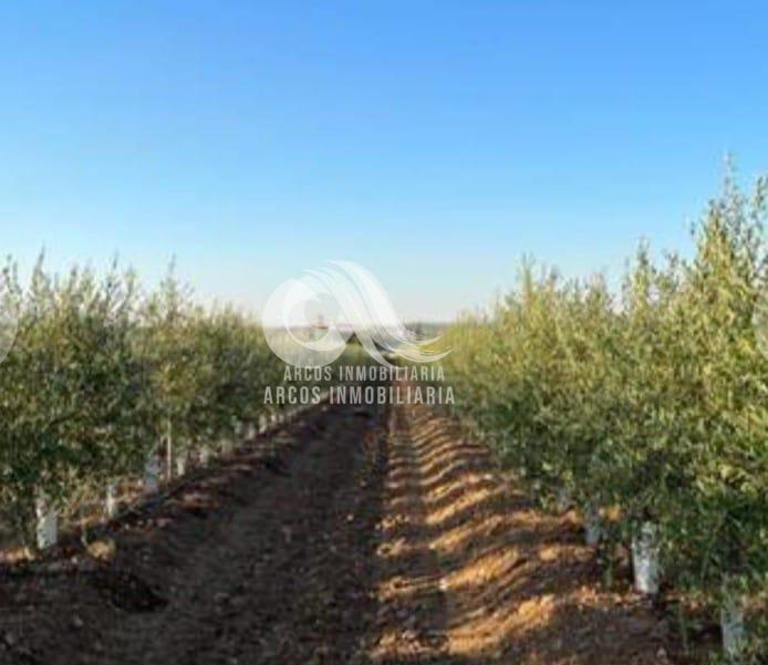 For sale of land in Córdoba