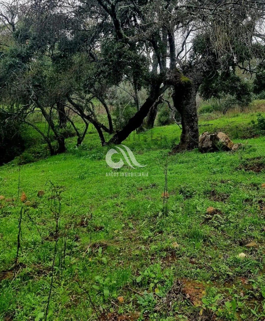 Venta de finca rústica en Córdoba Venta de finca rústica en Córdoba
