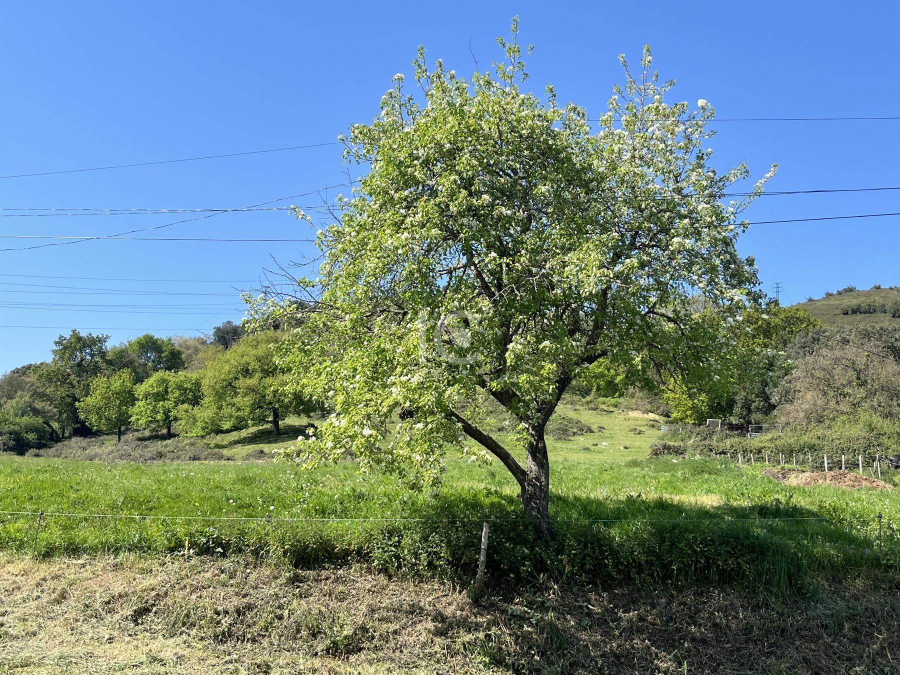 Jardín