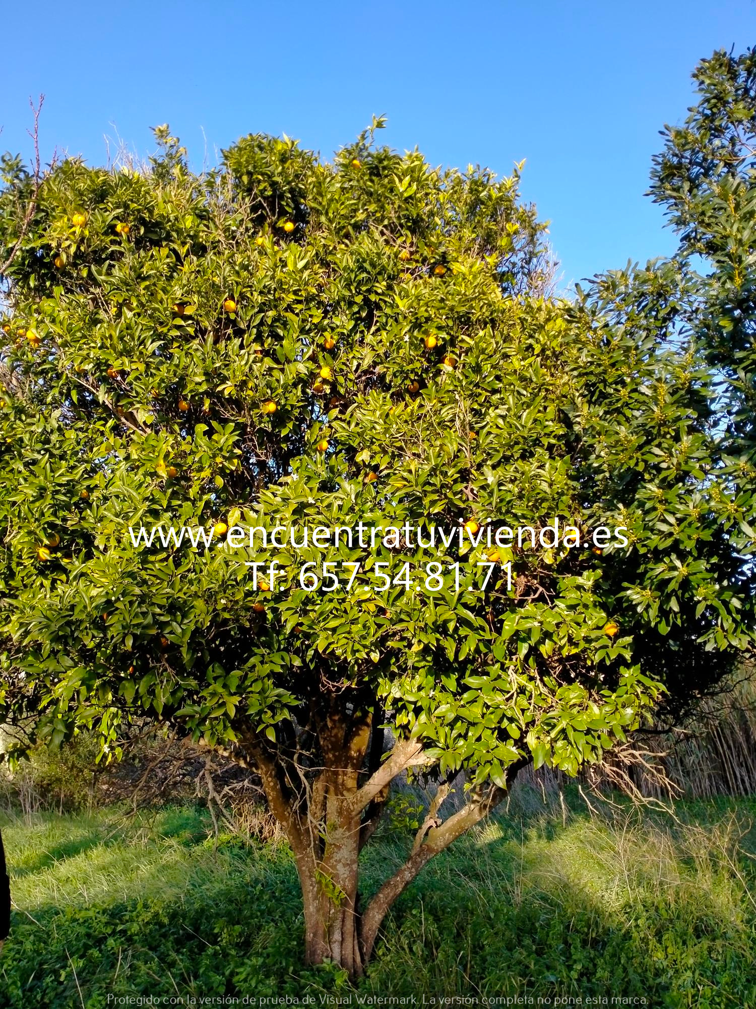 Venta de finca rústica en Chiclana de la Frontera