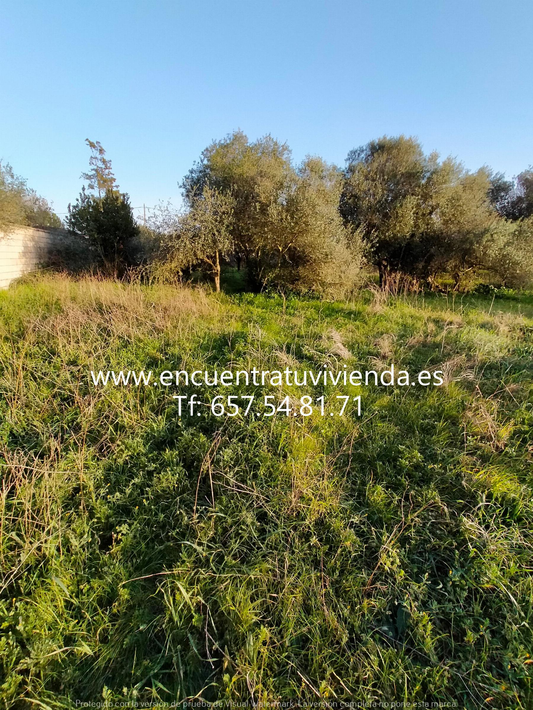 Venta de finca rústica en Chiclana de la Frontera