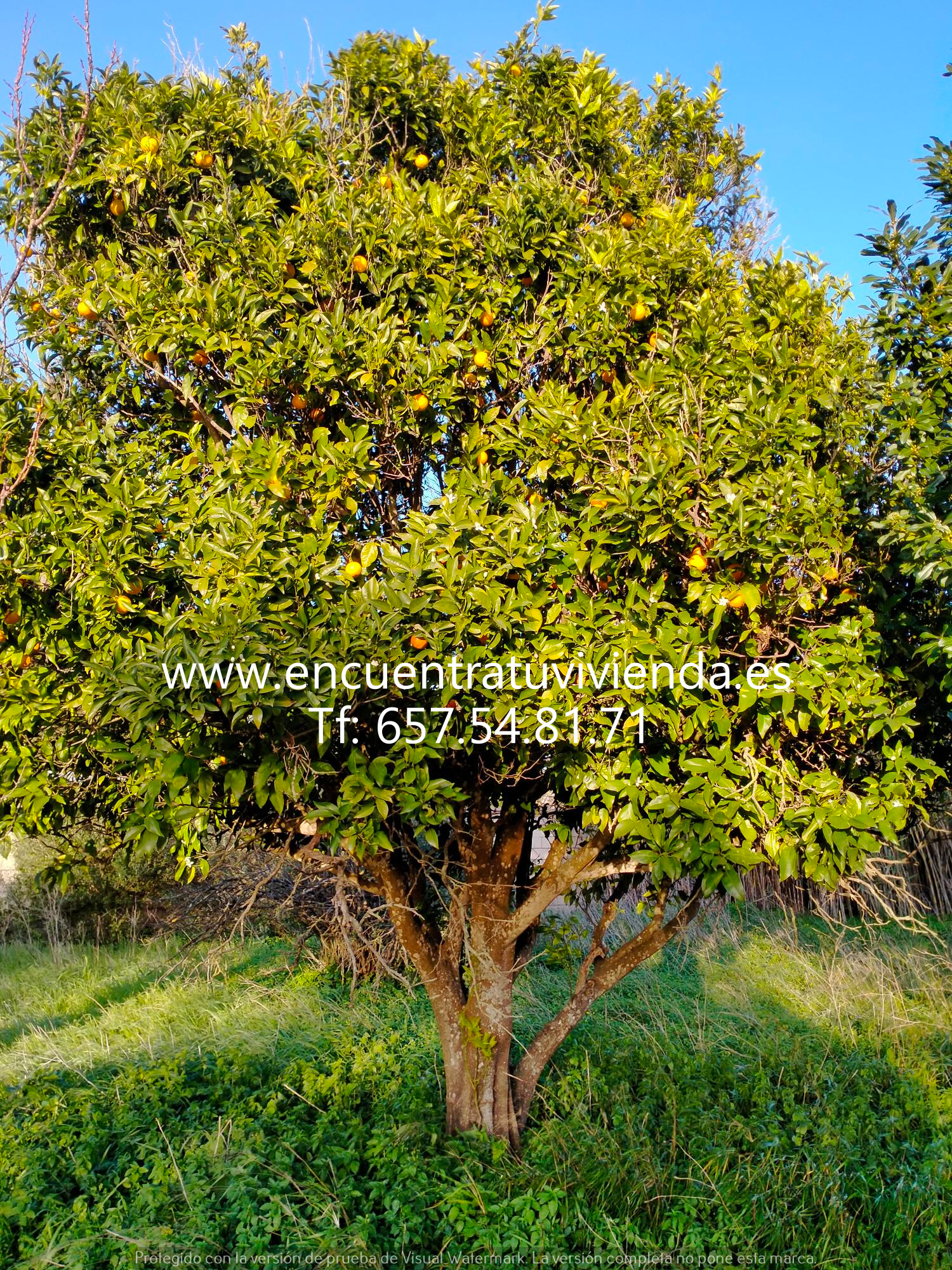 Venta de finca rústica en Chiclana de la Frontera