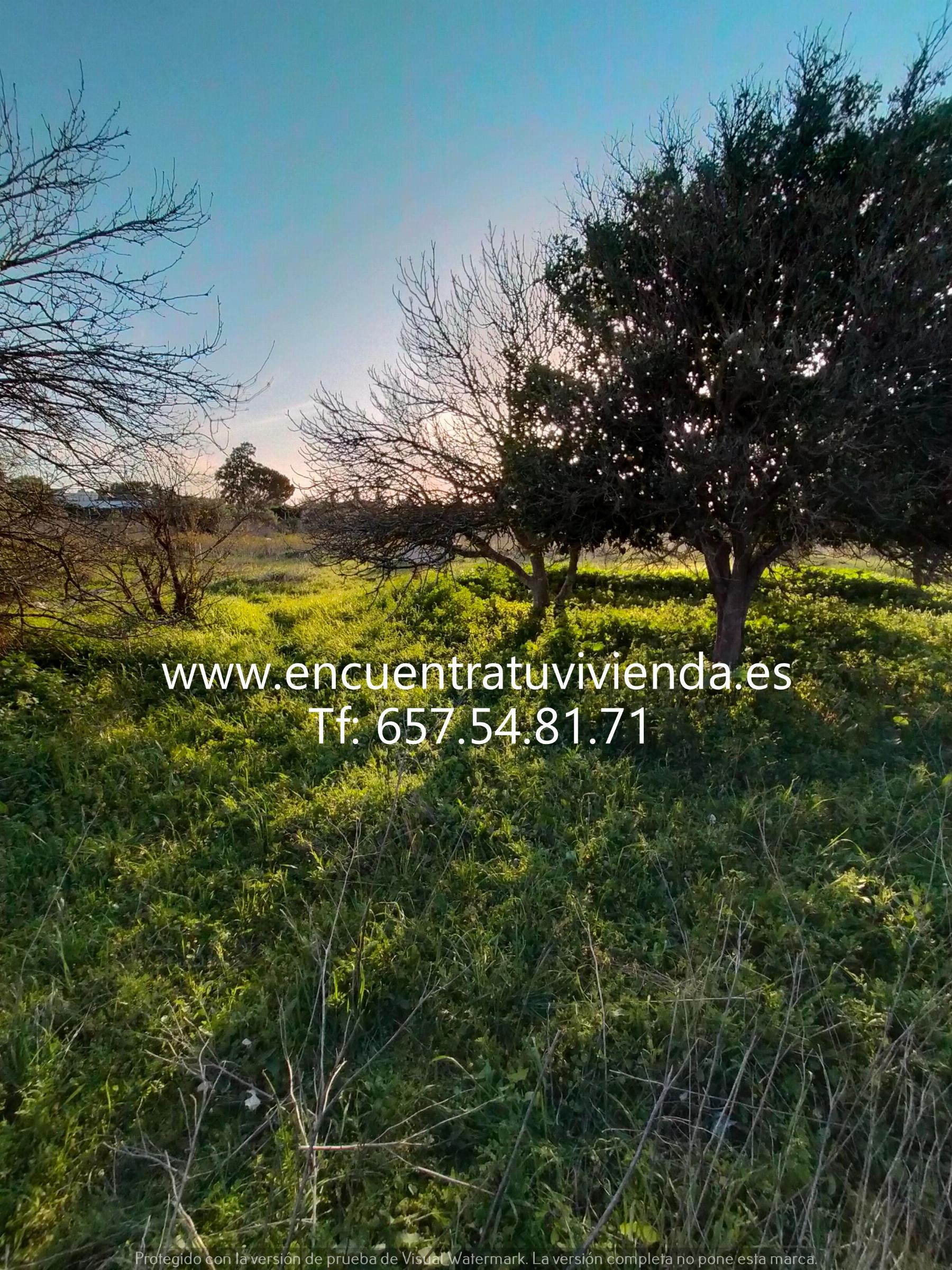 Venta de finca rústica en Chiclana de la Frontera