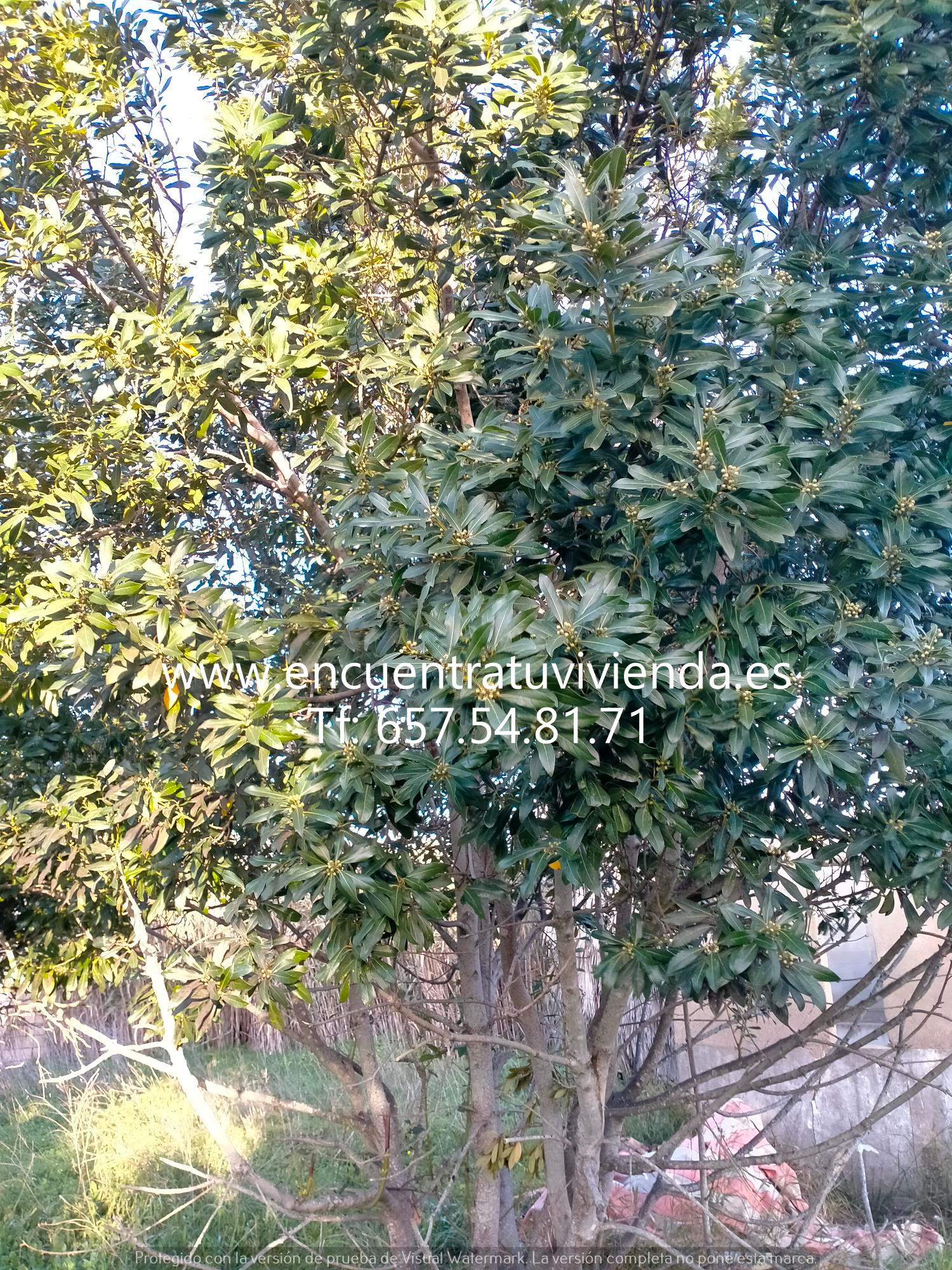 For sale of rural property in Chiclana de la Frontera