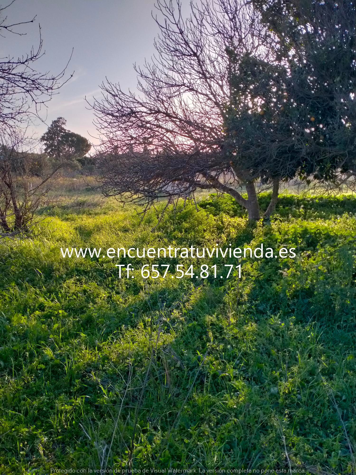 Venta de finca rústica en Chiclana de la Frontera