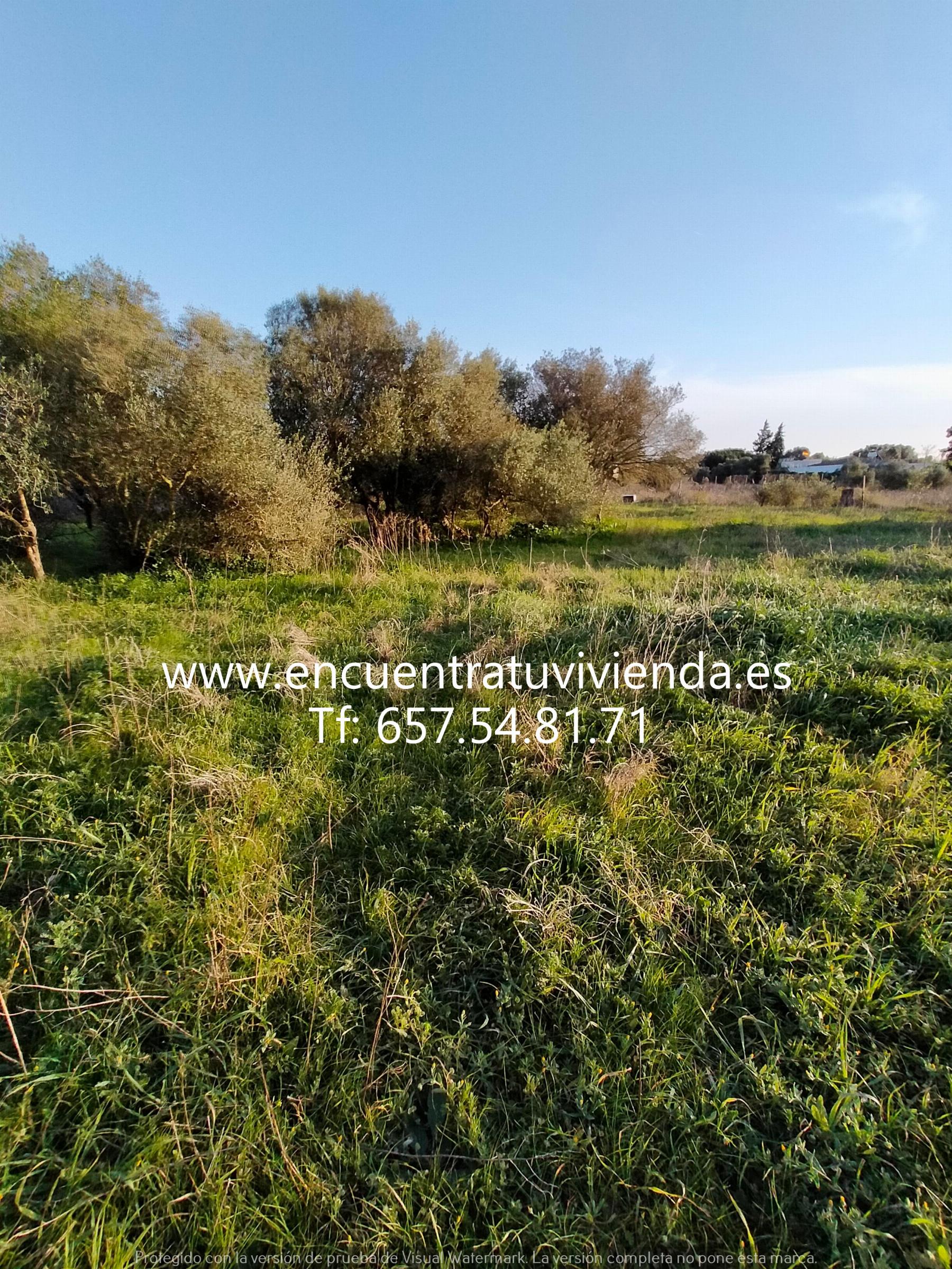 Venta de finca rústica en Chiclana de la Frontera