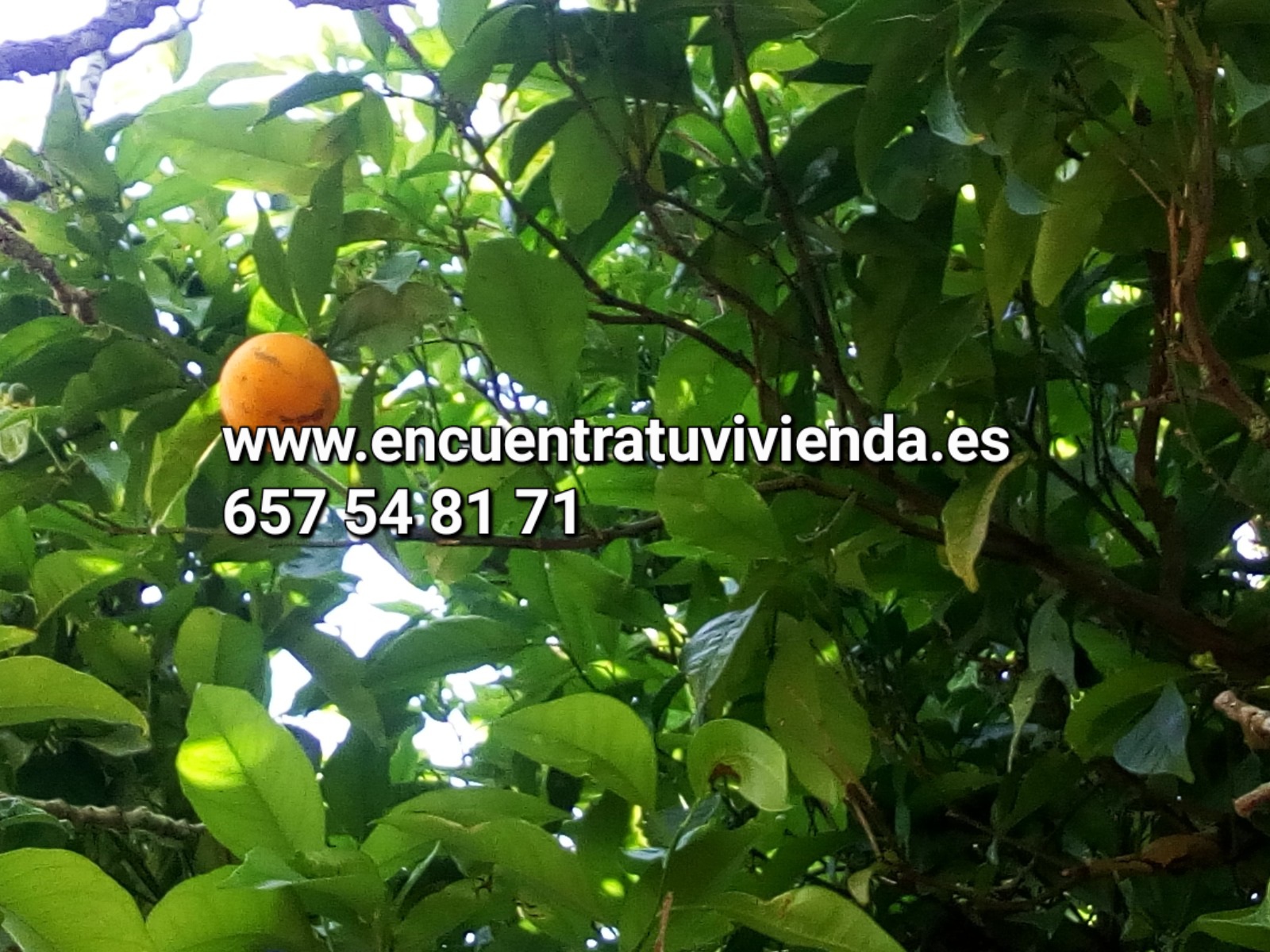 For sale of rural property in Chiclana de la Frontera