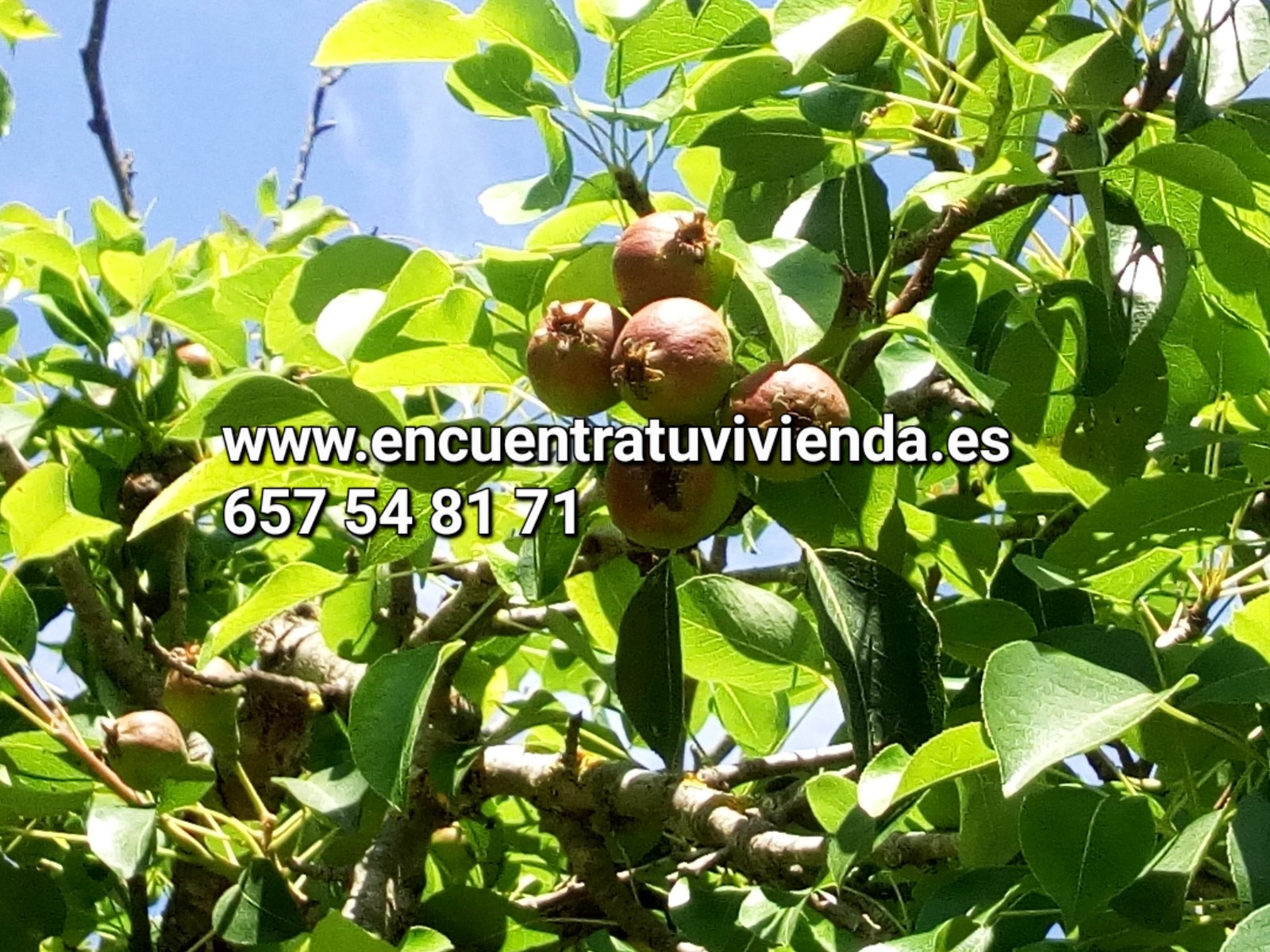 For sale of rural property in Chiclana de la Frontera