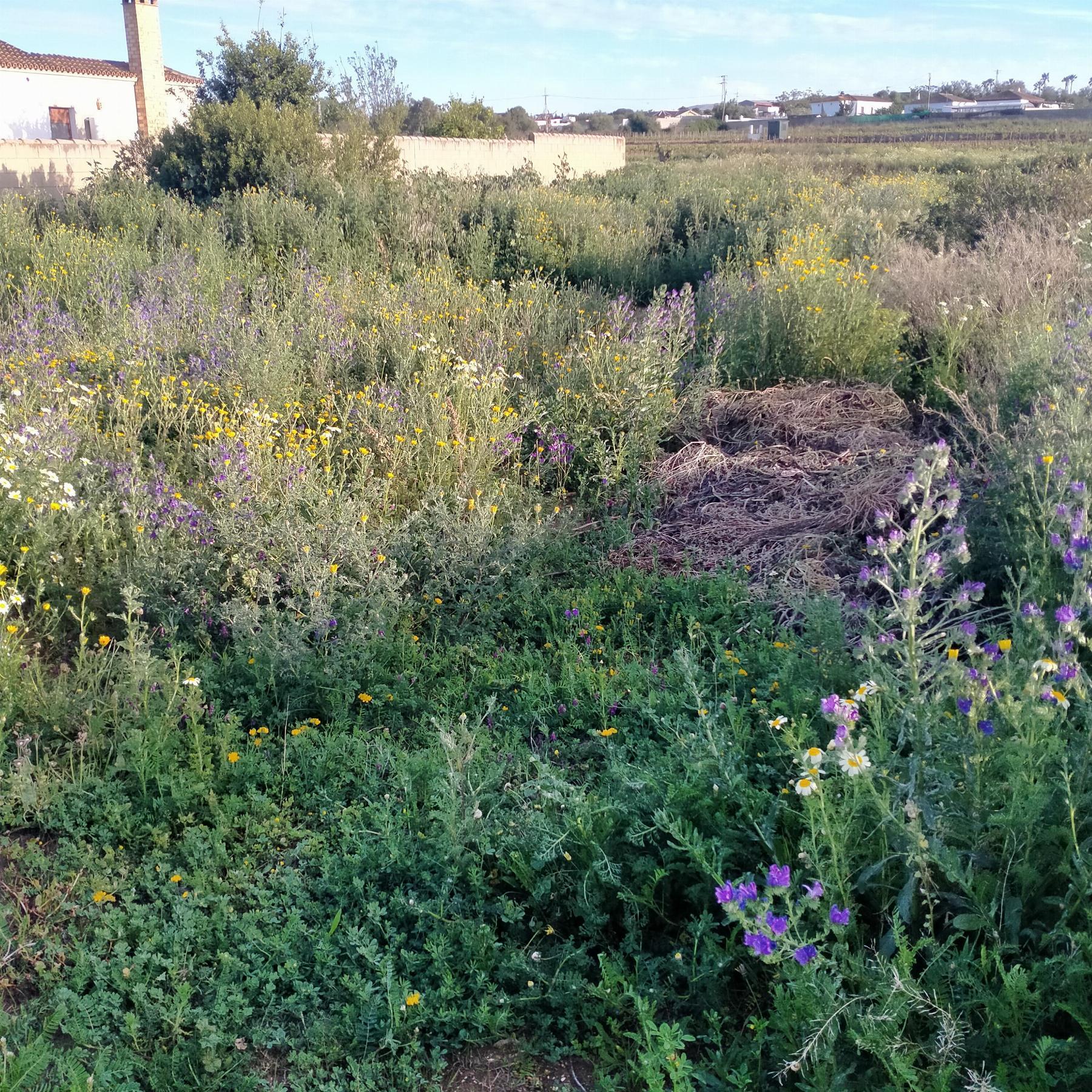 Verkoop van terrein in Chiclana de la Frontera