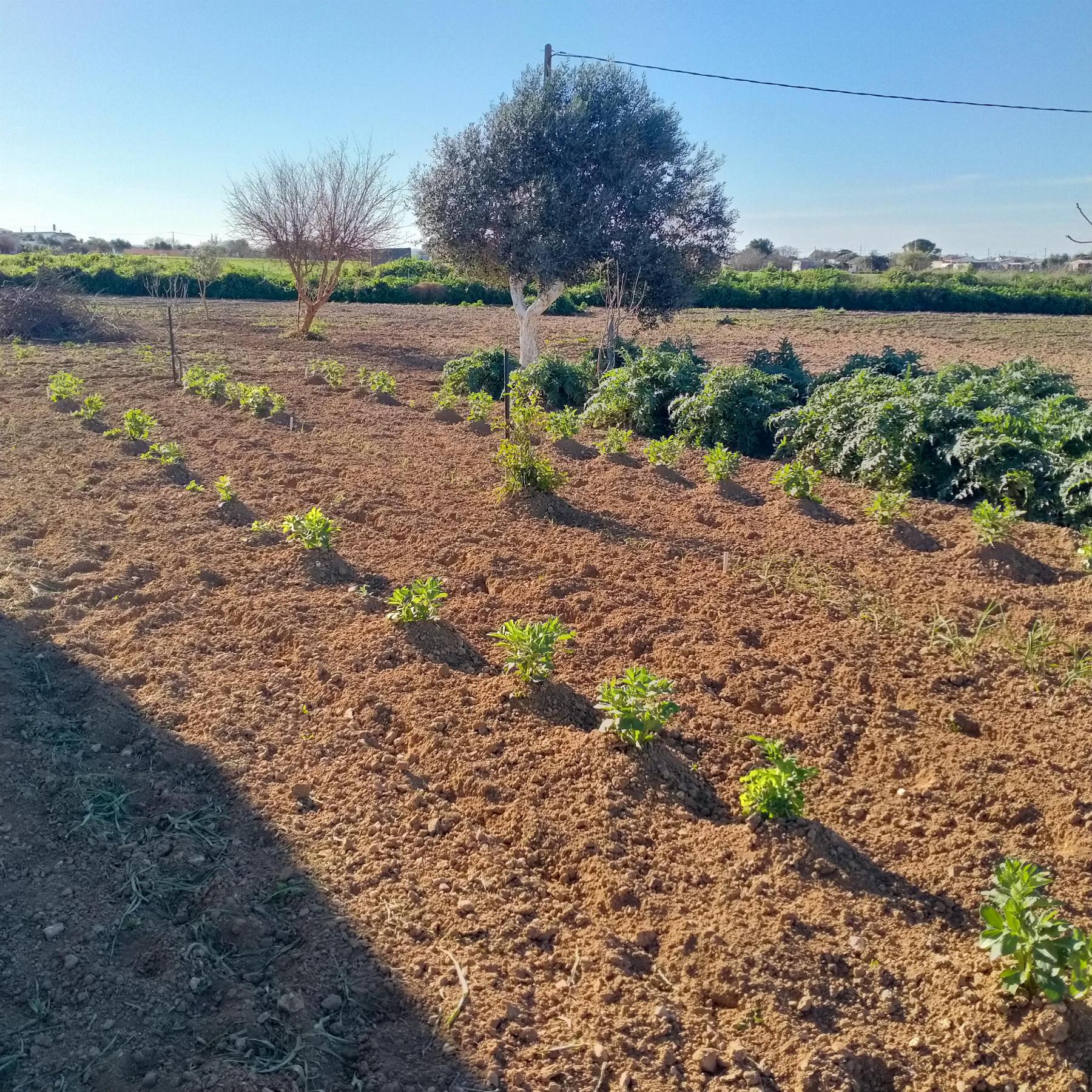 Venda de chão em Chiclana de la Frontera