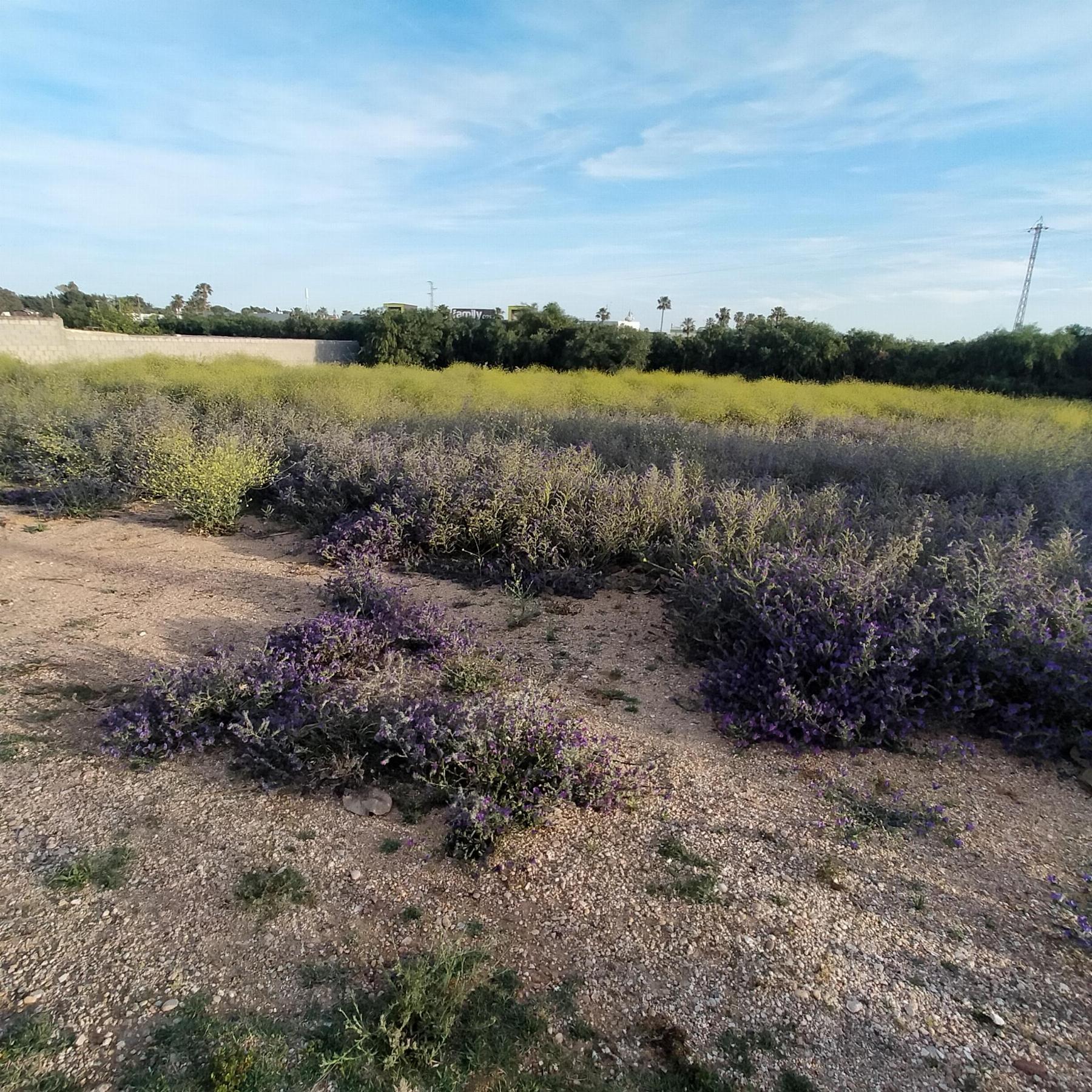 For sale of land in Chiclana de la Frontera