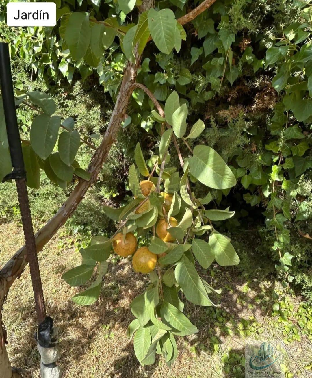 Venta de finca rústica en Puerto Real