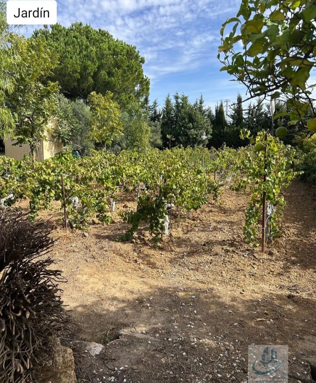 Venta de finca rústica en Puerto Real