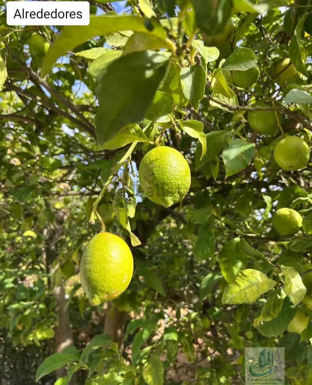 Venta de finca rústica en Puerto Real