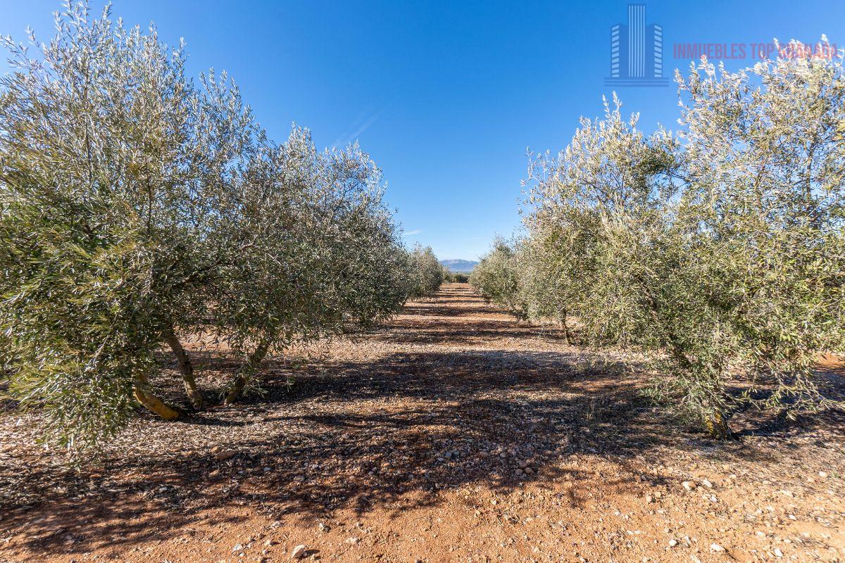 Venta de terreno en Cogollos de la Vega