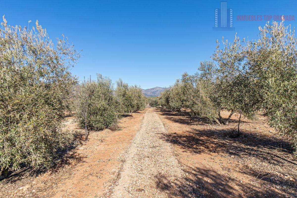 For sale of land in Cogollos de la Vega