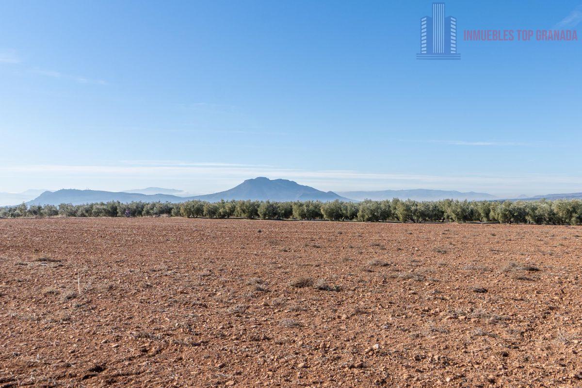 Venta de terreno en Cogollos de la Vega