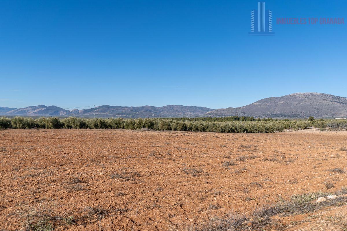 For sale of land in Cogollos de la Vega