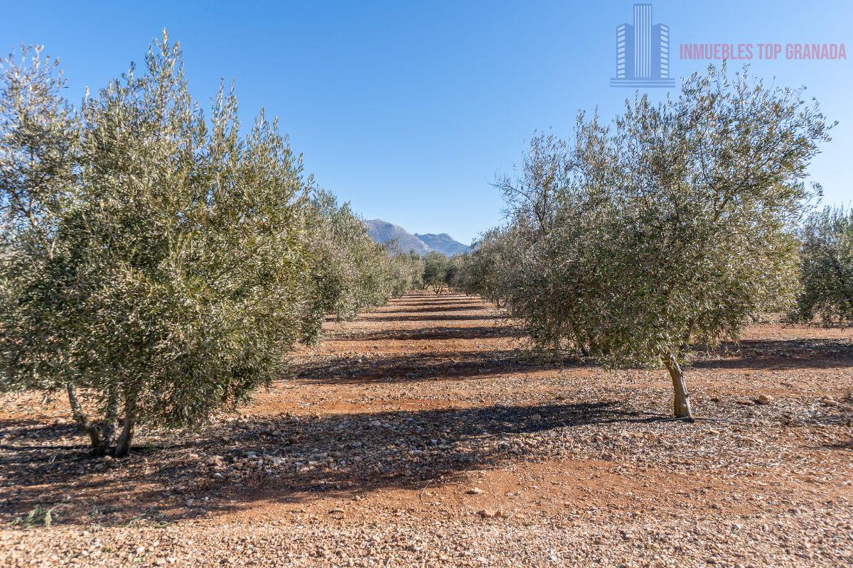 Venta de terreno en Cogollos de la Vega