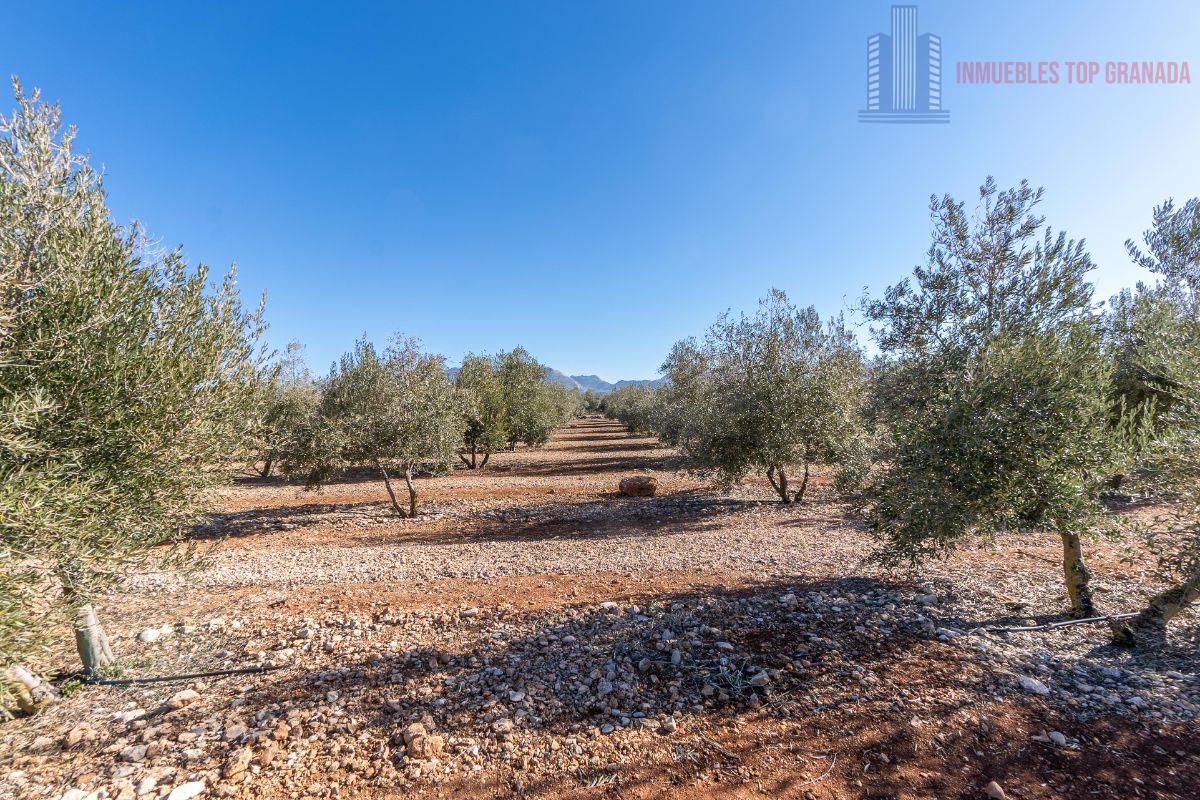 Venta de terreno en Cogollos de la Vega