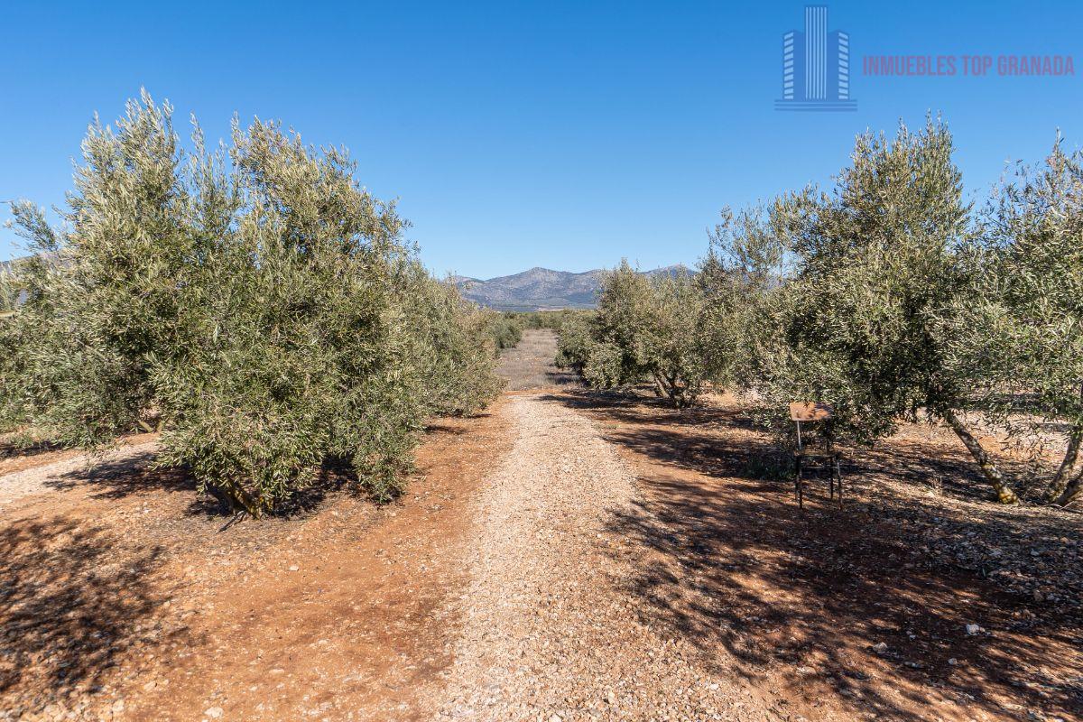 For sale of land in Cogollos de la Vega