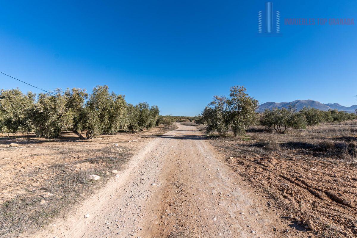 For sale of land in Cogollos de la Vega