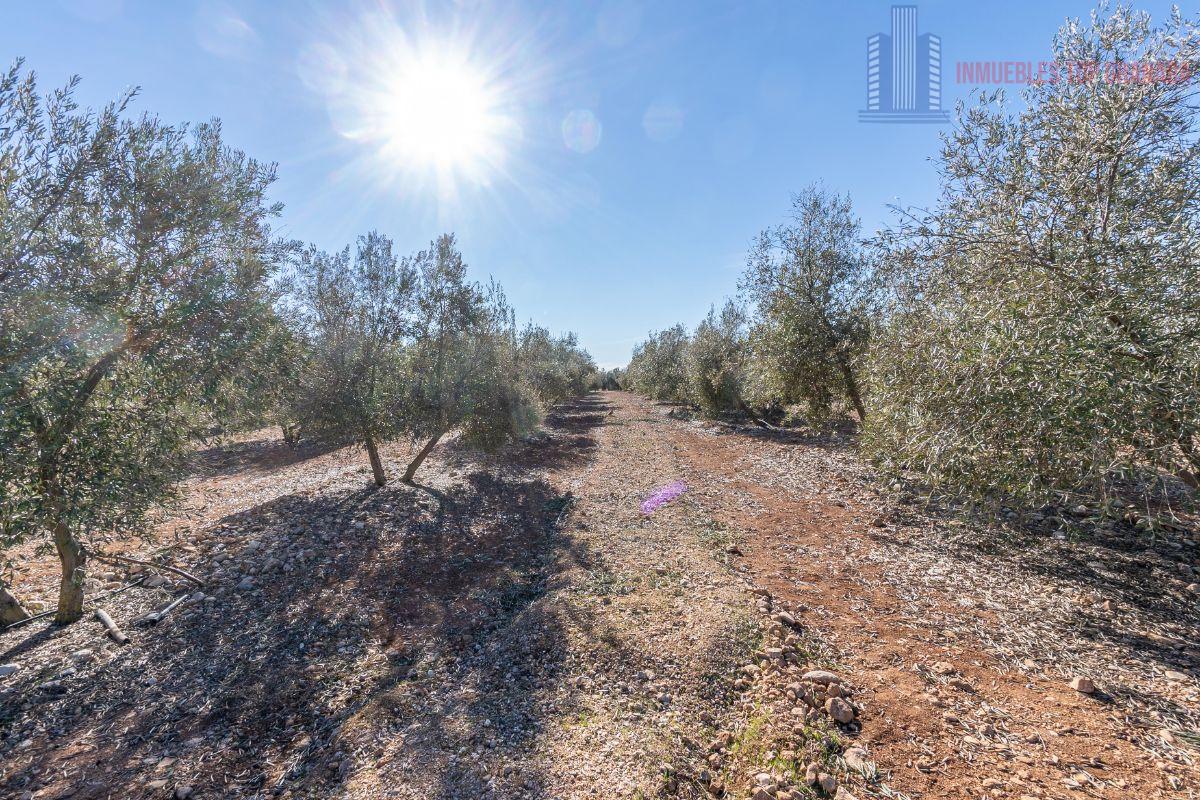 For sale of land in Cogollos de la Vega