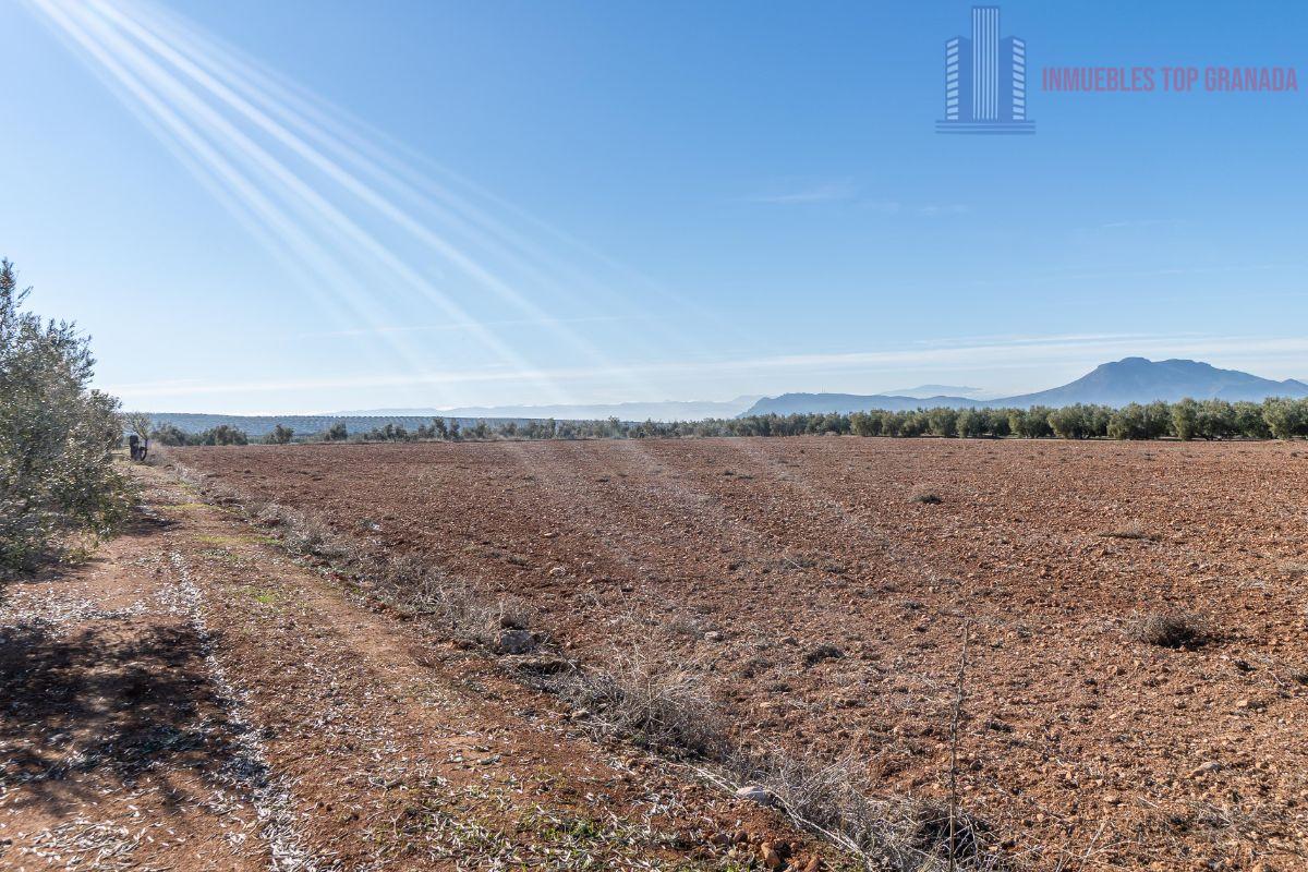 For sale of land in Cogollos de la Vega