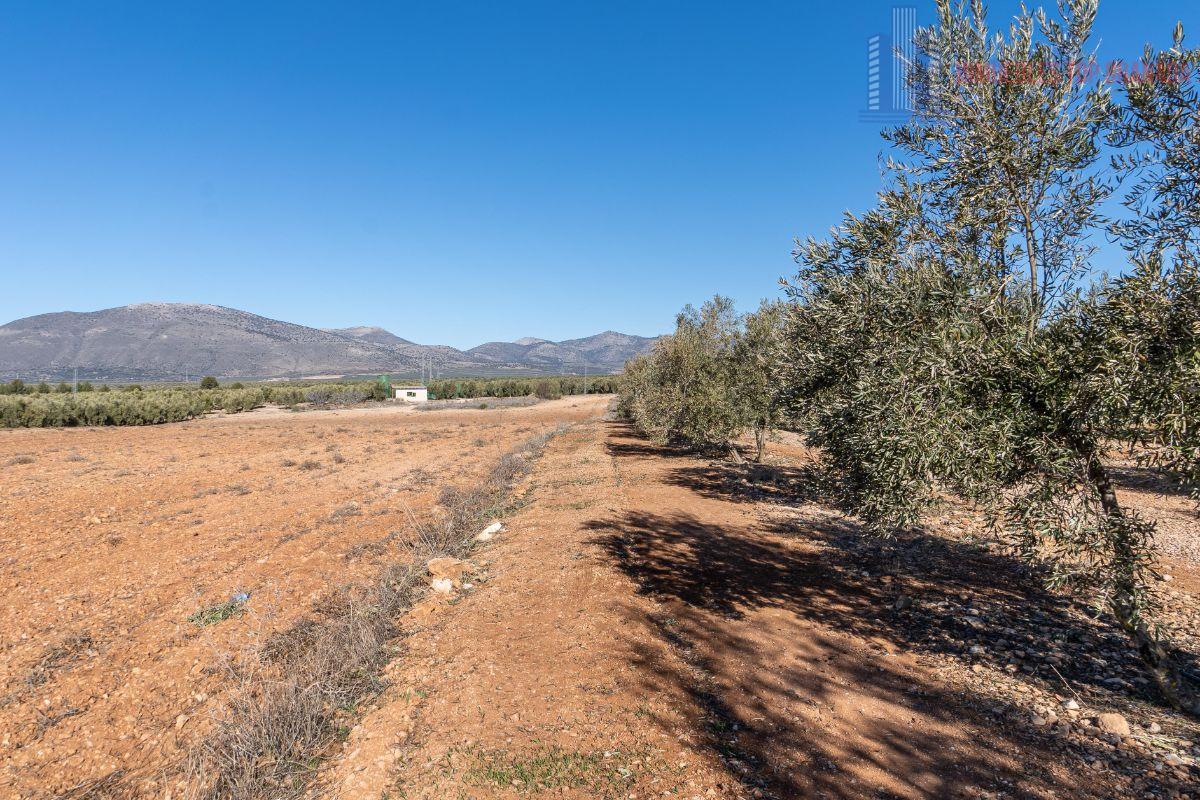 For sale of land in Cogollos de la Vega