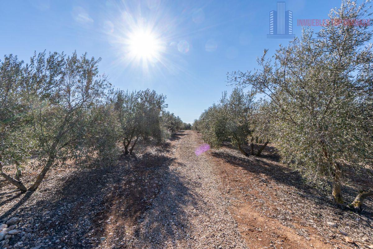 Venta de terreno en Cogollos de la Vega