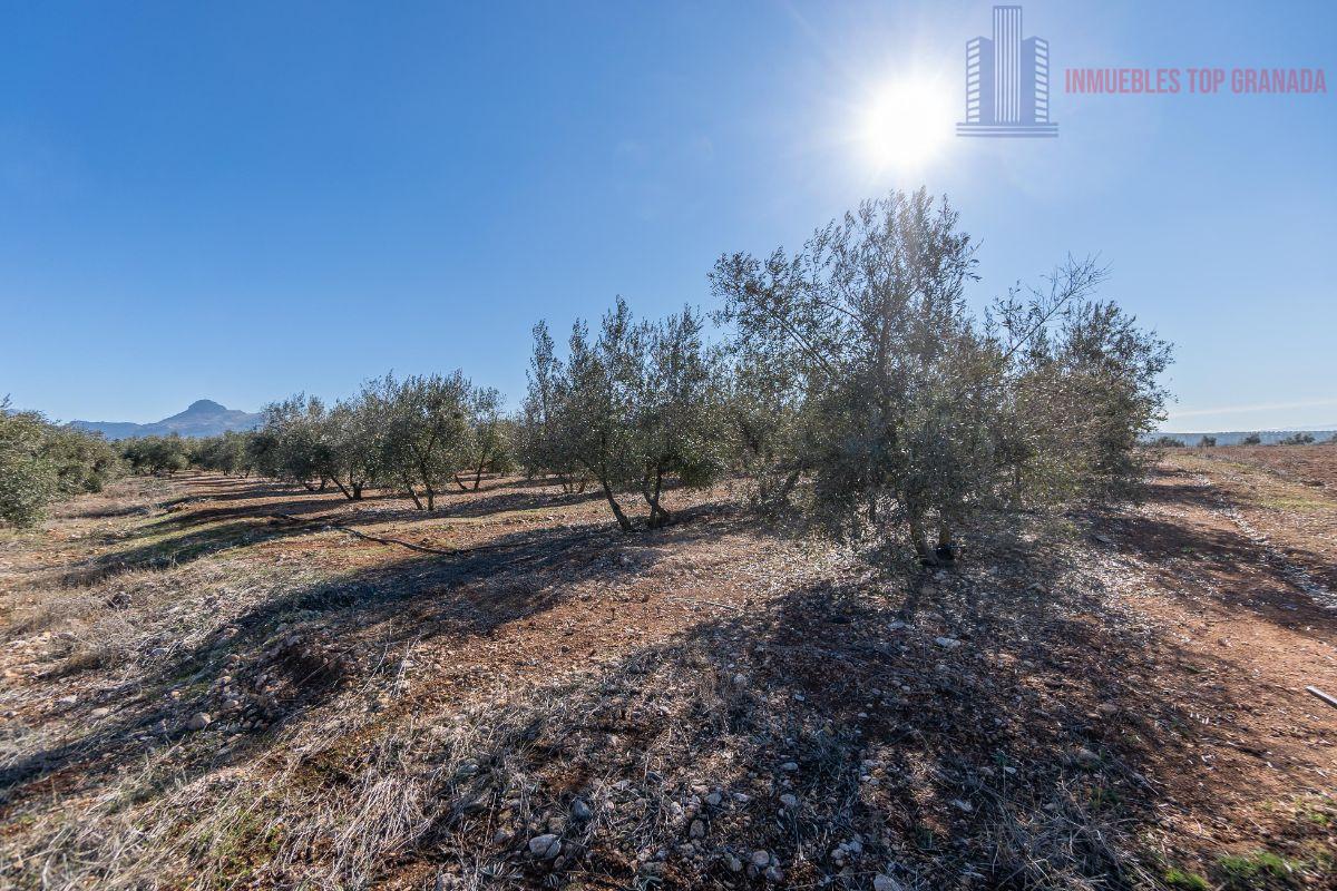 For sale of land in Cogollos de la Vega