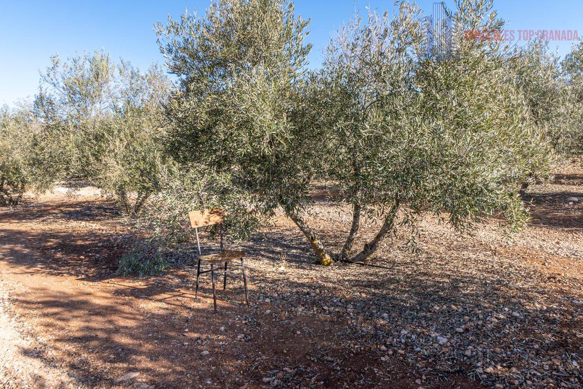 Venta de terreno en Cogollos de la Vega