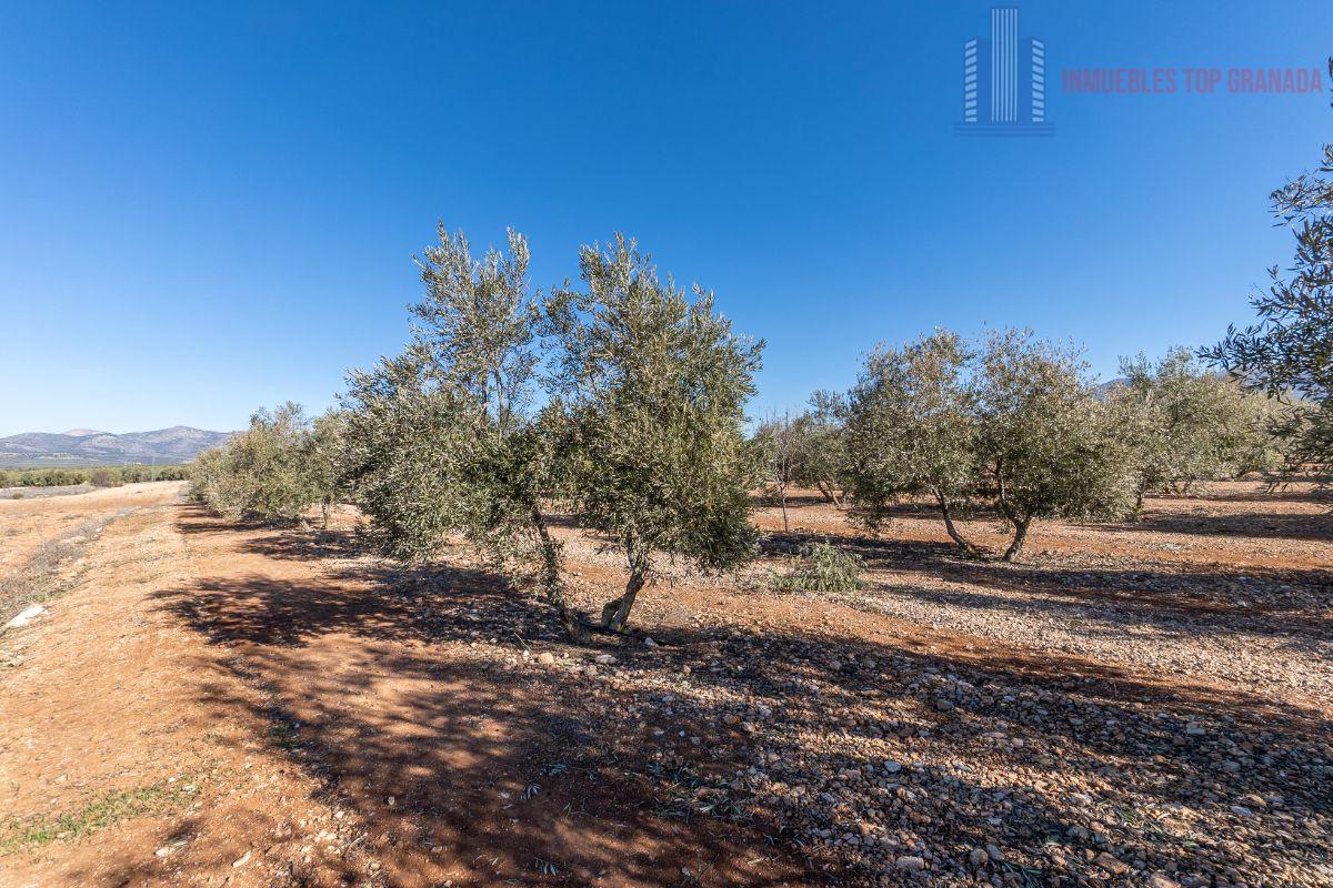 Venta de terreno en Cogollos de la Vega