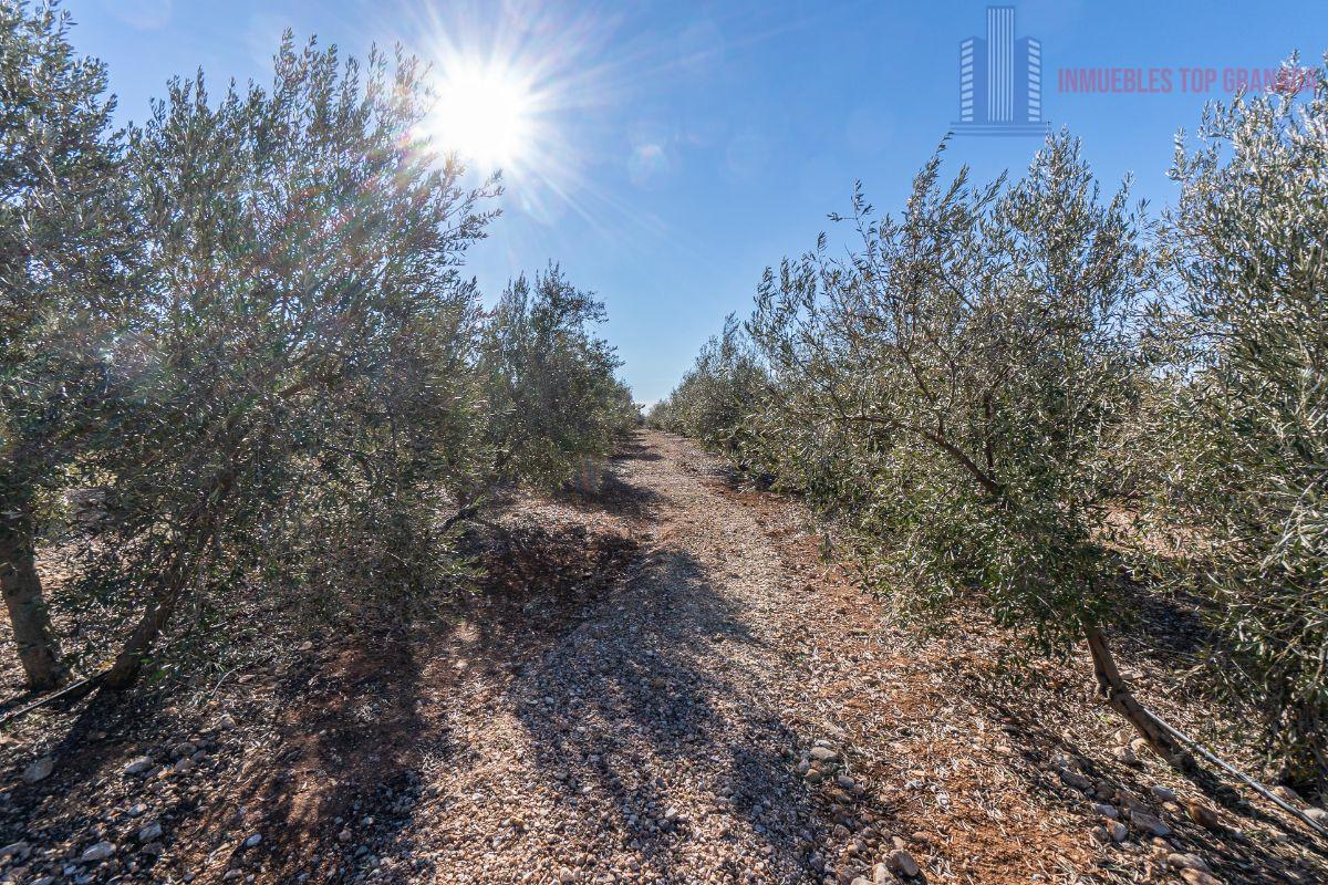 Venta de terreno en Cogollos de la Vega