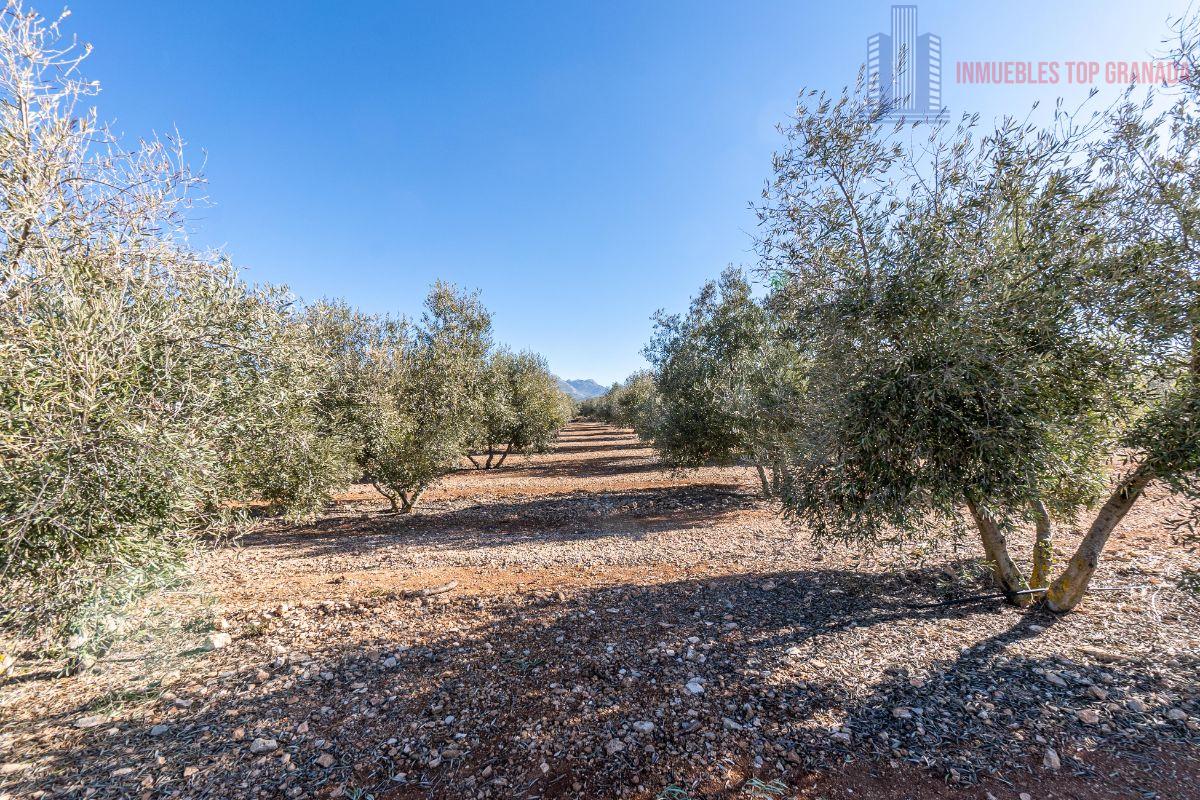 Venta de terreno en Cogollos de la Vega