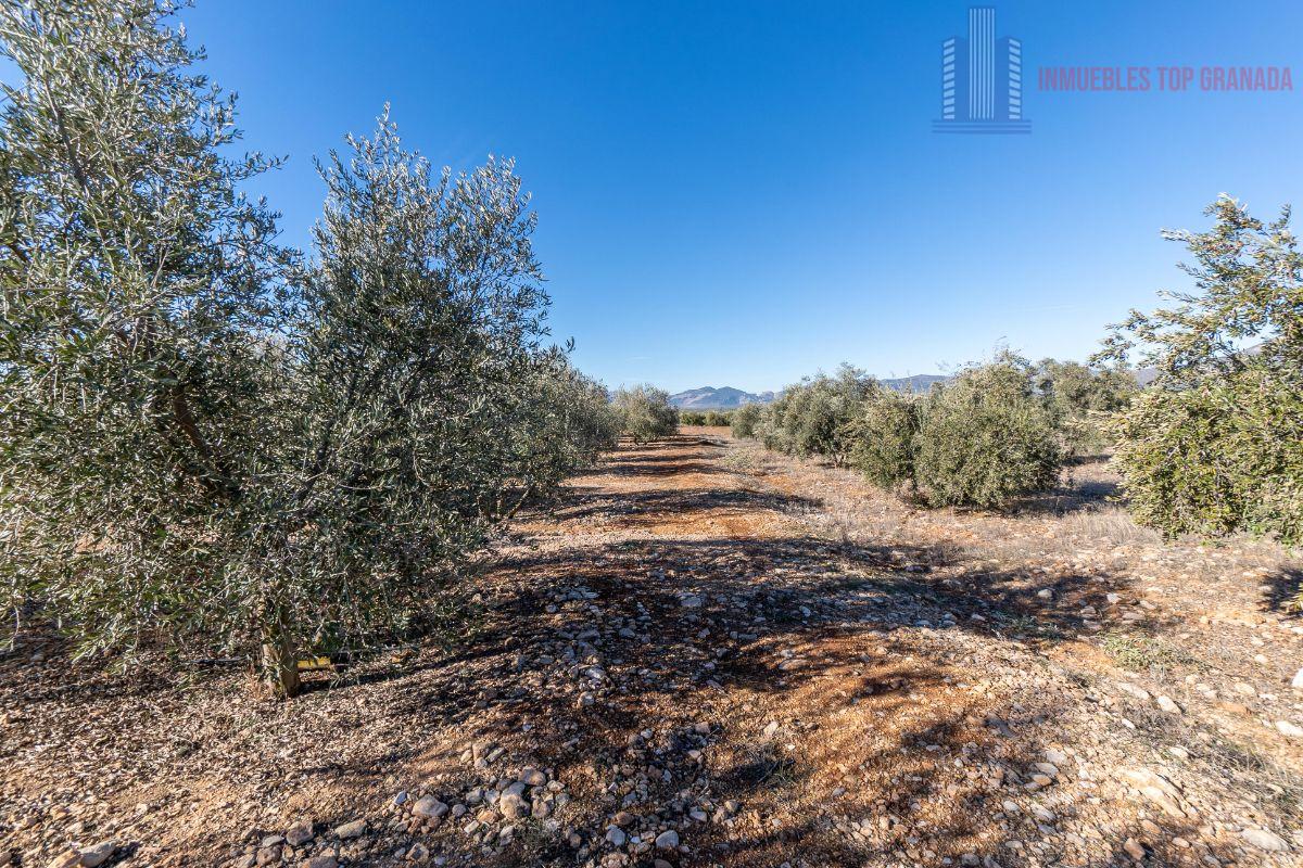 For sale of land in Cogollos de la Vega