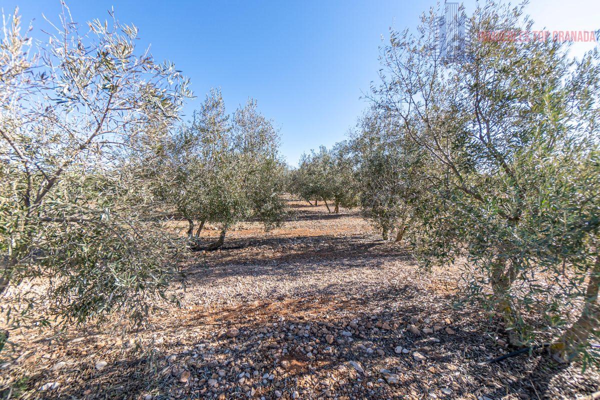 Venta de terreno en Cogollos de la Vega