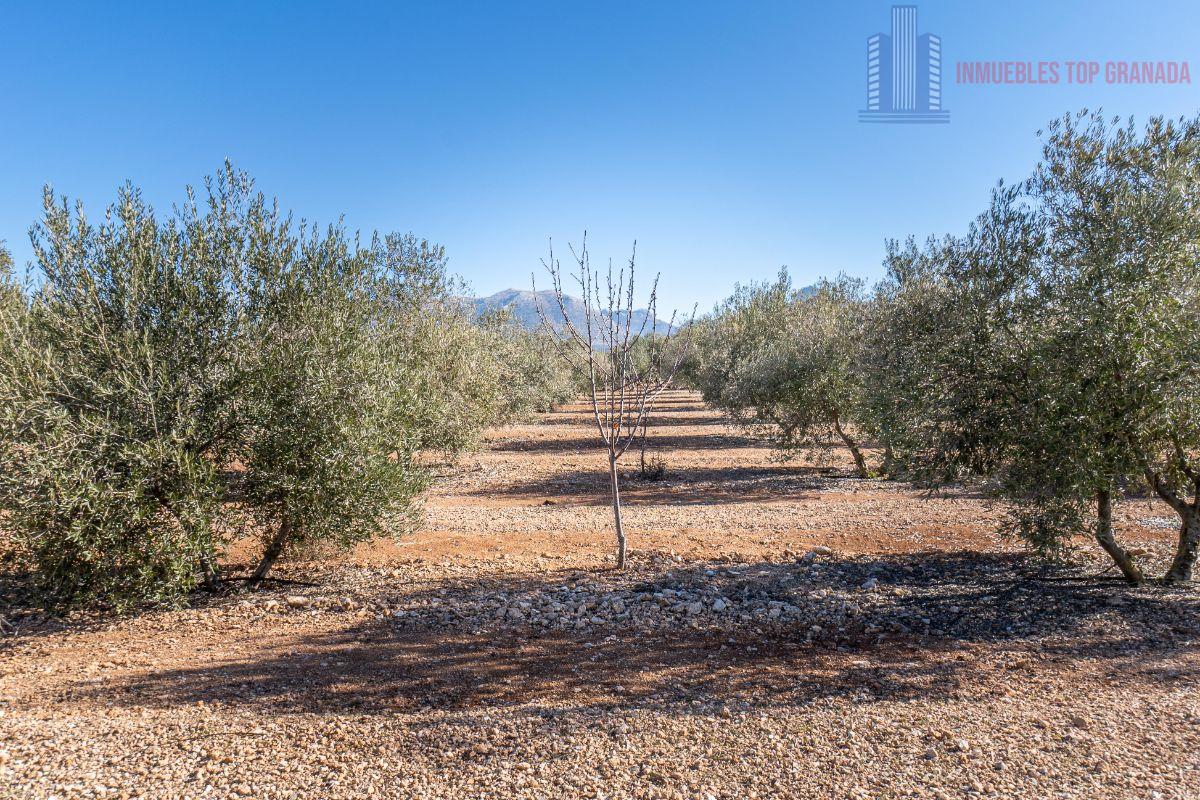 For sale of land in Cogollos de la Vega