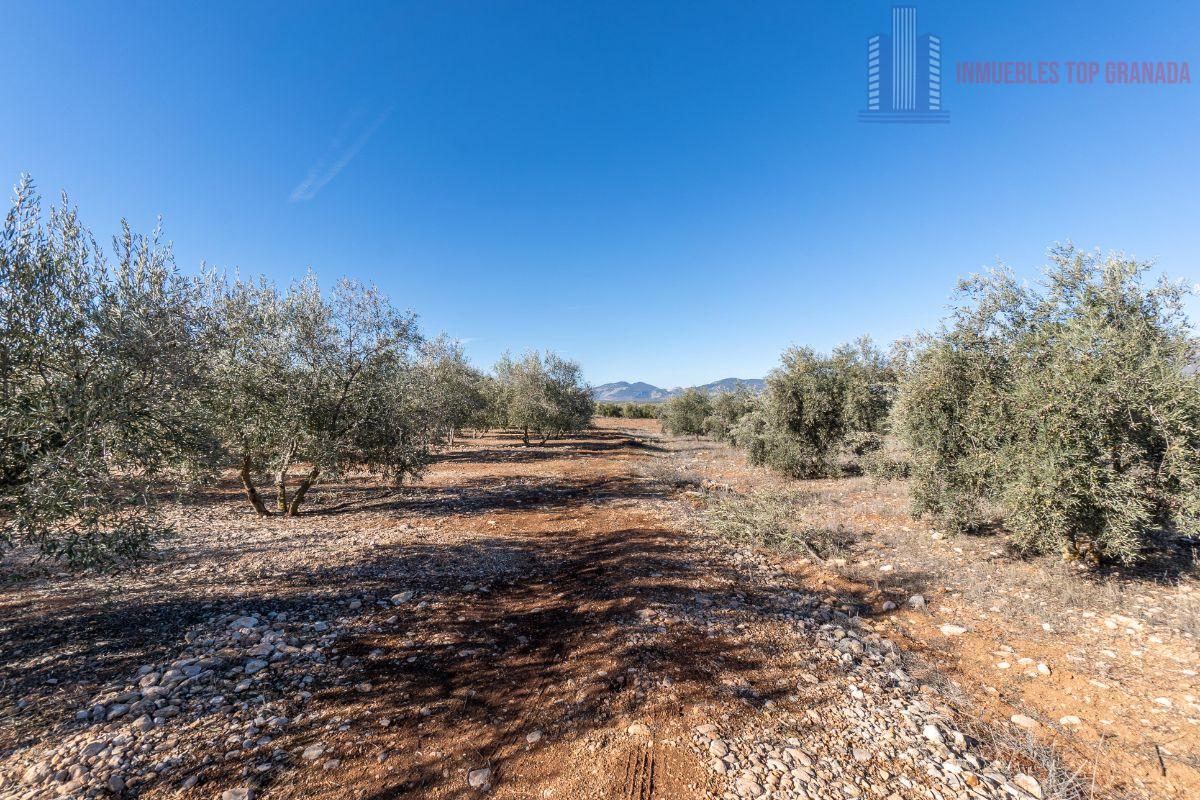 For sale of land in Cogollos de la Vega