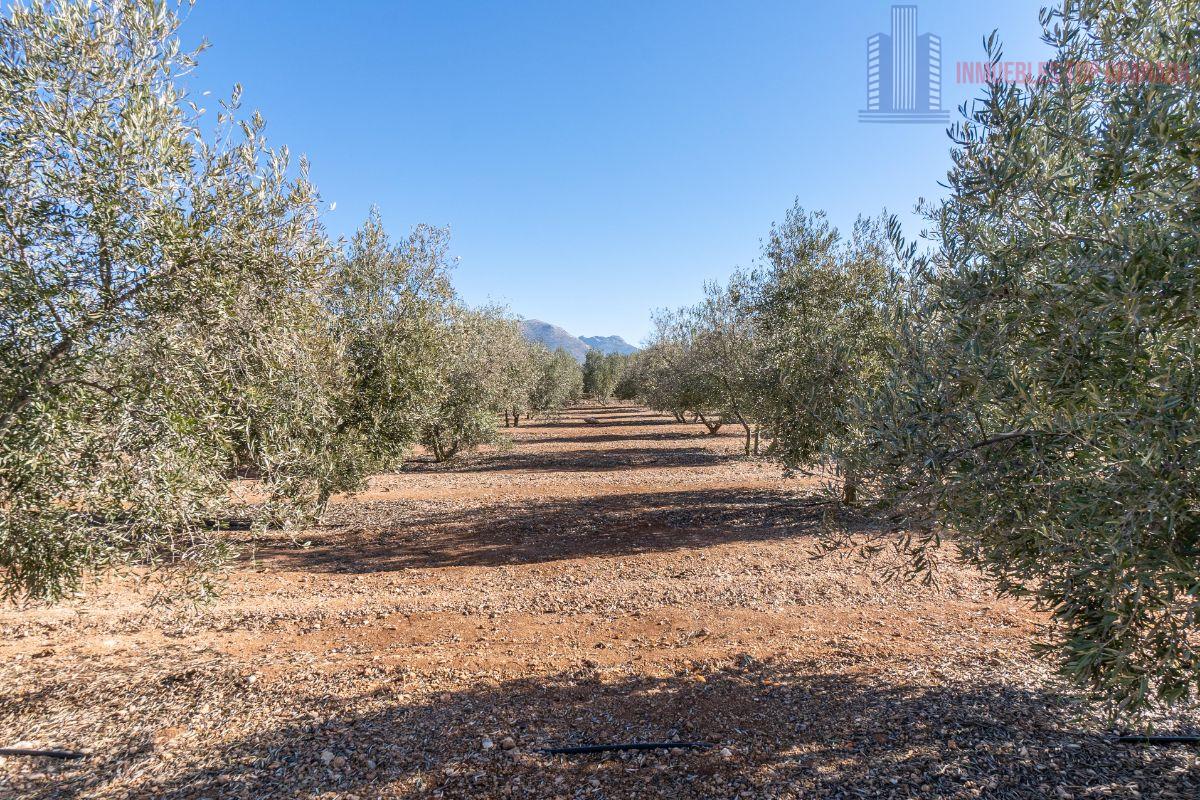 Venta de terreno en Cogollos de la Vega