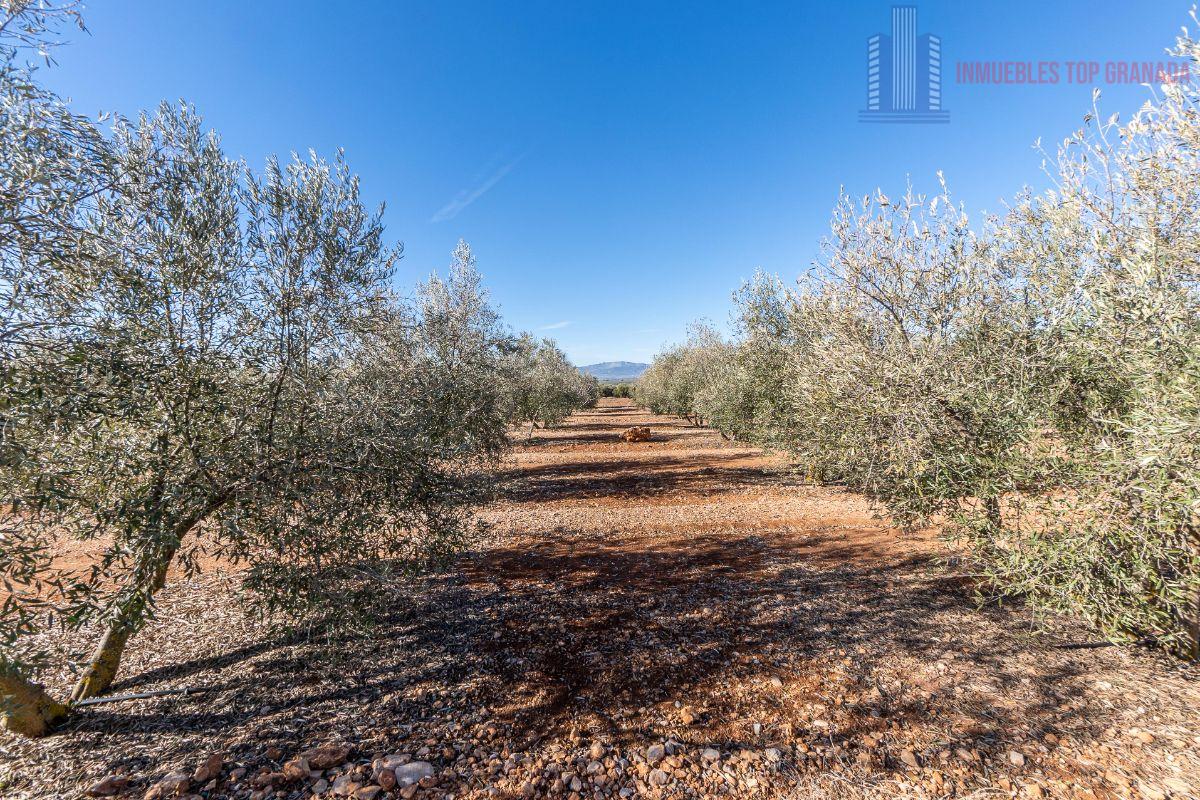 For sale of land in Cogollos de la Vega