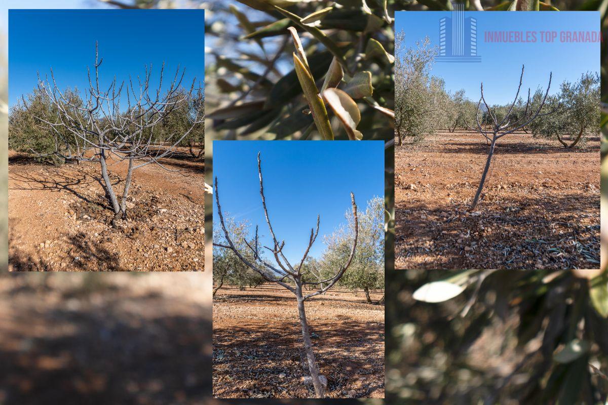 Venta de terreno en Cogollos de la Vega