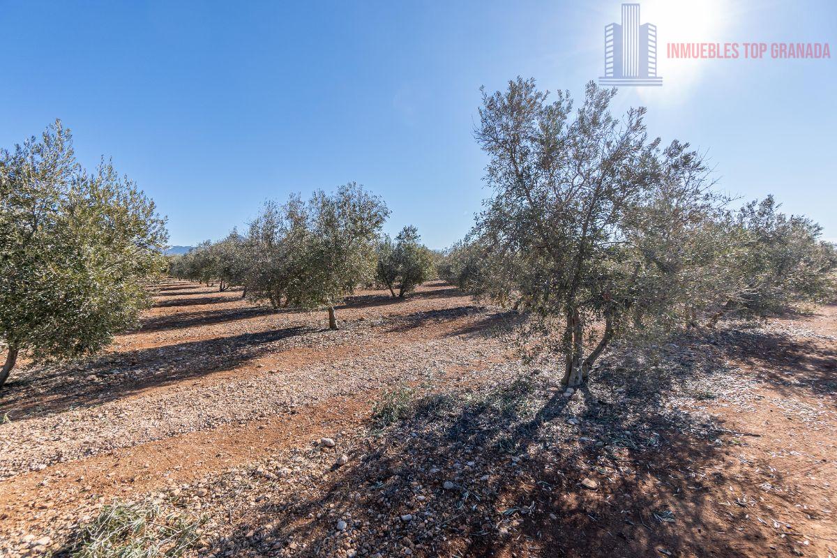 Venta de terreno en Cogollos de la Vega