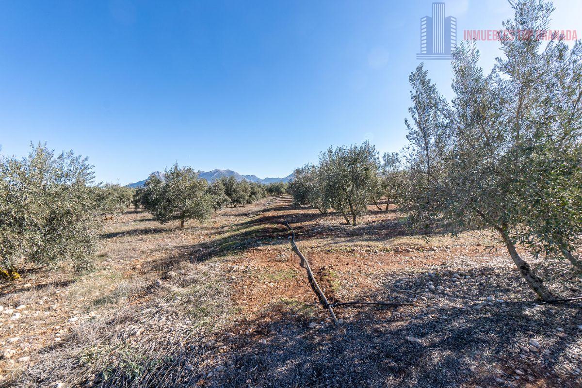 For sale of land in Cogollos de la Vega