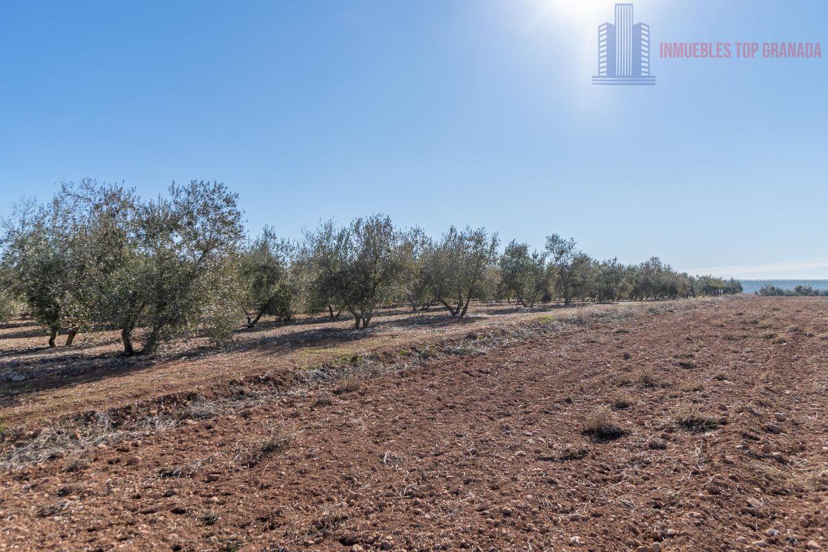 For sale of land in Cogollos de la Vega