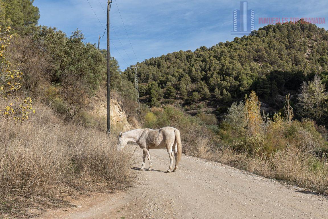 For sale of rural property in Montefrío