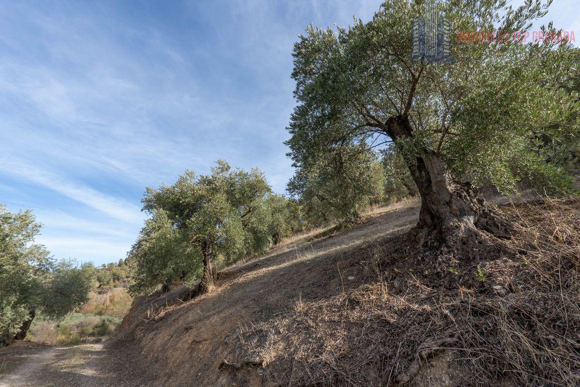 For sale of rural property in Montefrío