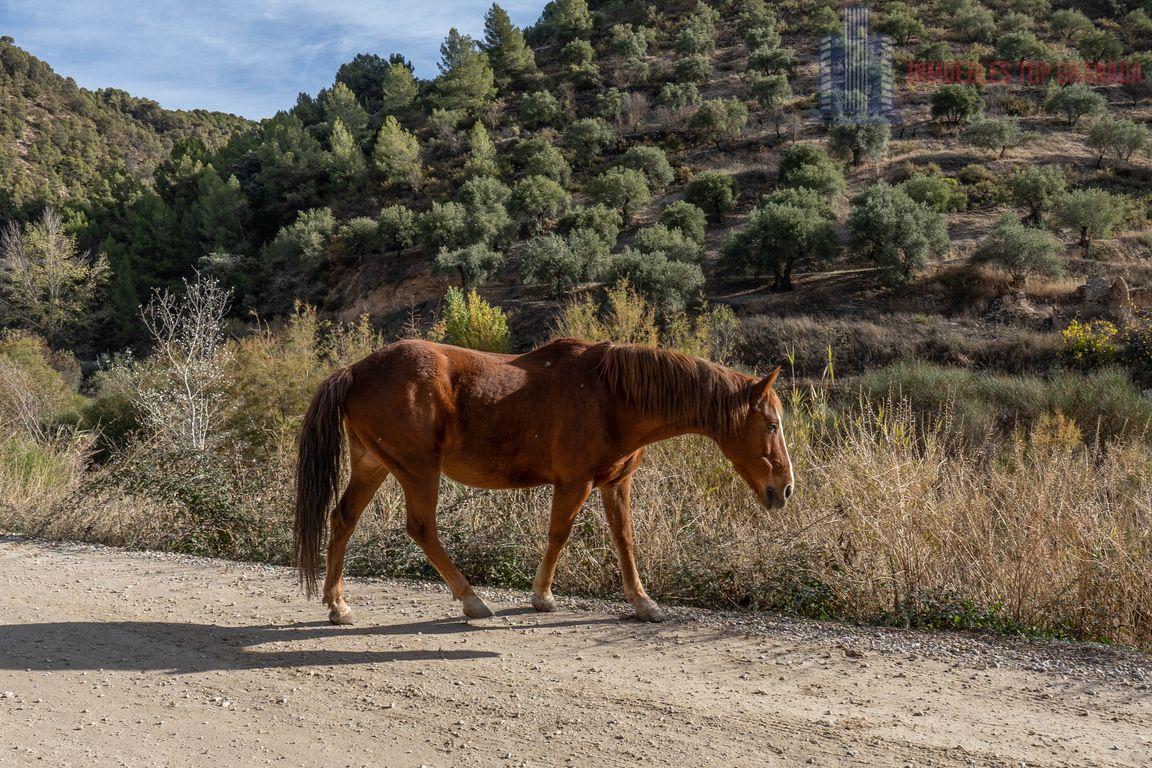 For sale of rural property in Montefrío