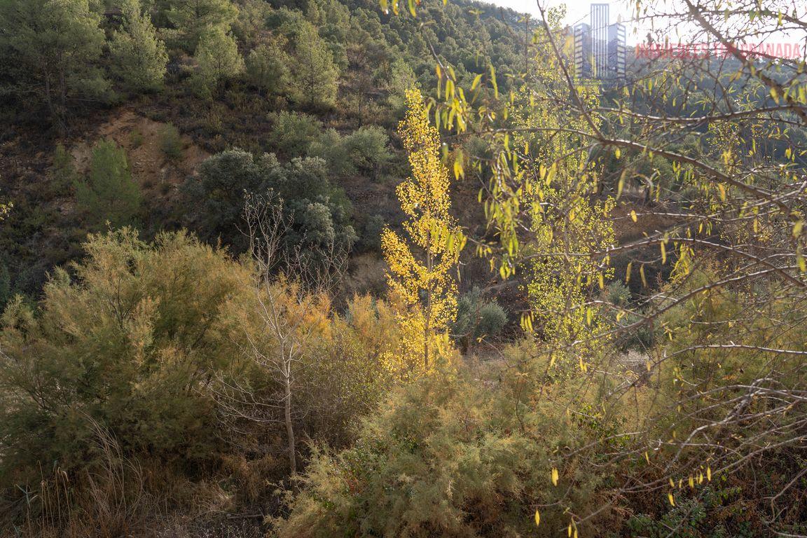 For sale of rural property in Montefrío