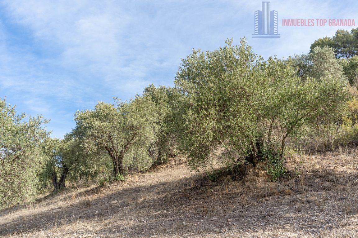 For sale of rural property in Montefrío